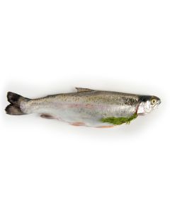 Rainbow Trout