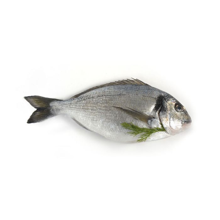 Fresh Sea Bream