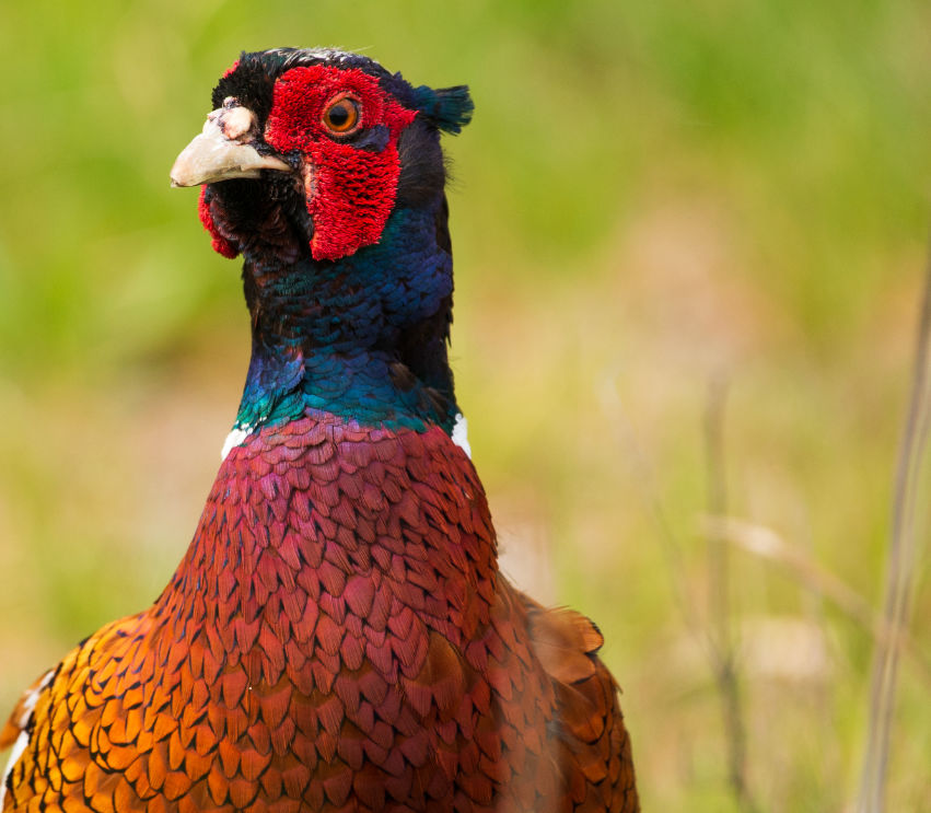 Picture of a common male Pheasant